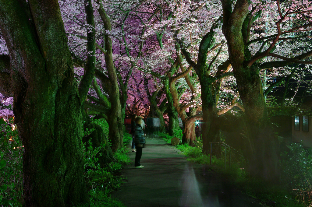 夜桜回廊(yukikauhito.todomaruhito)