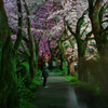 夜桜回廊(yukikauhito.todomaruhito)