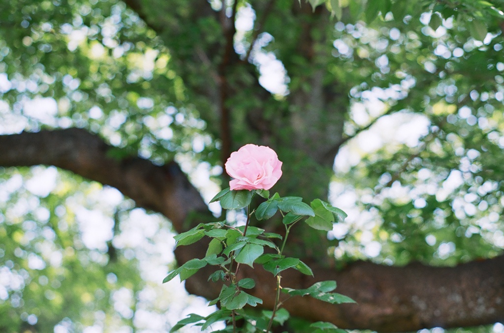 薔薇の花