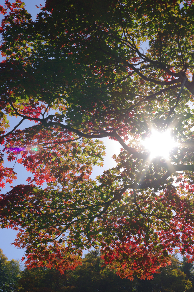 グラレーション