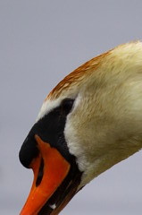 瞳