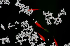 桜の中
