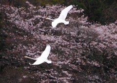 また来シーズン・・・