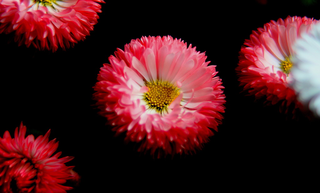4_H_5803-1