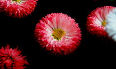 4_H_5803-1