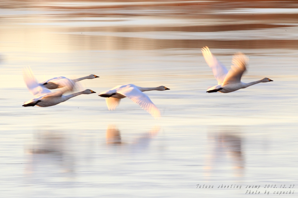 Flap