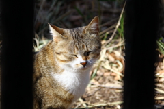 日向ぼっこ