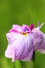 花菖蒲　No.3