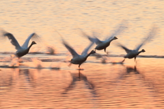 2019/03/02今朝の白鳥１