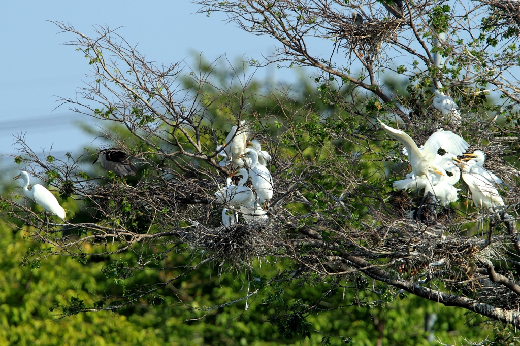 集合住宅