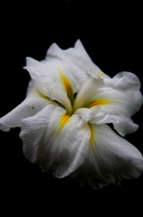 花菖蒲　No.1