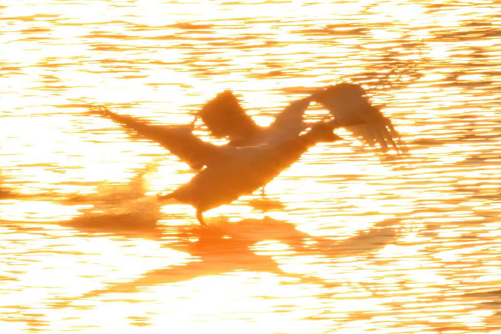 2019/03/02今朝の白鳥5