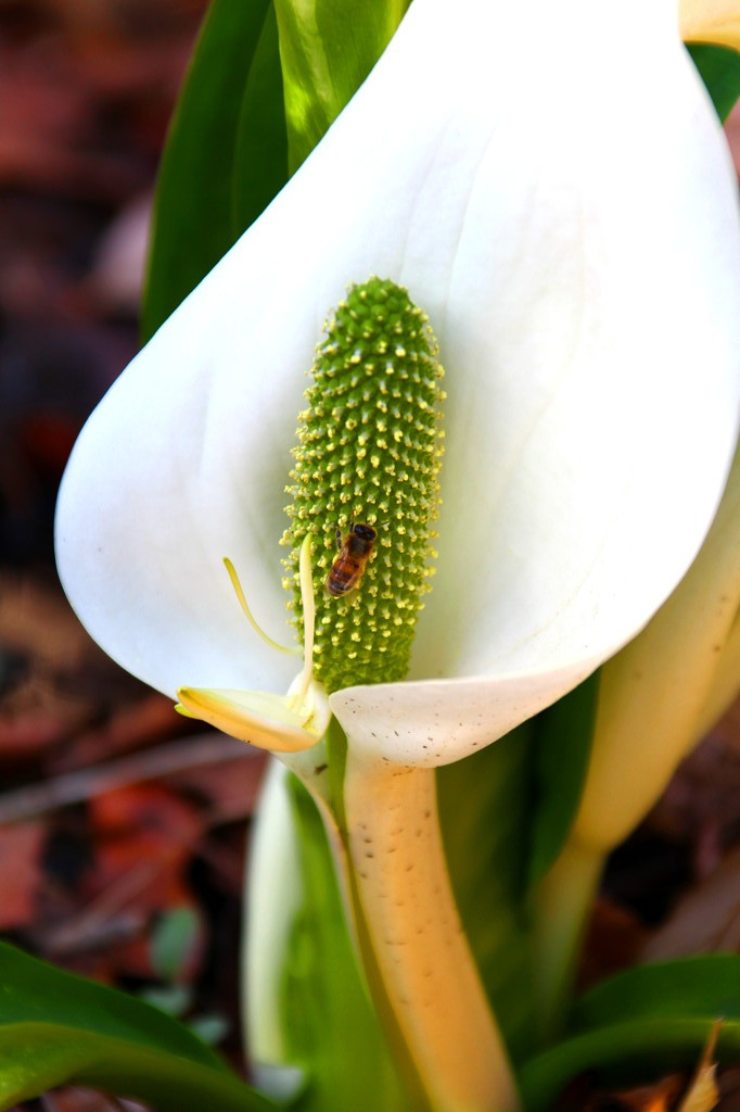 水芭蕉と蜜蜂