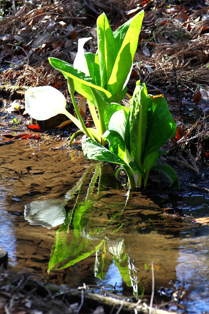 水面の水芭蕉