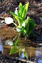 水面の水芭蕉