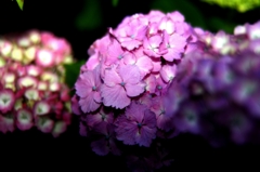 4_H_8701