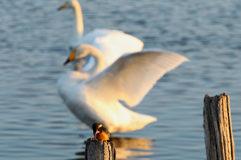白鳥とコラボ