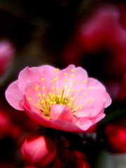 4_H_5814-1