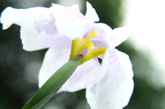 花菖蒲　No.2