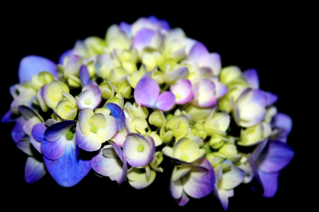 紫陽花