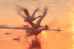 2019/03/02今朝の白鳥2