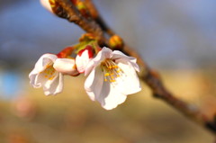 桜　やっと一輪