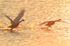 2019/03/02今朝の白鳥6