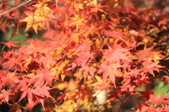 まだまだ紅葉！