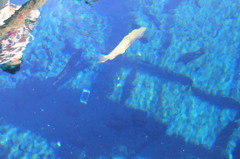 池に眠る