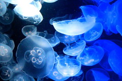 海月