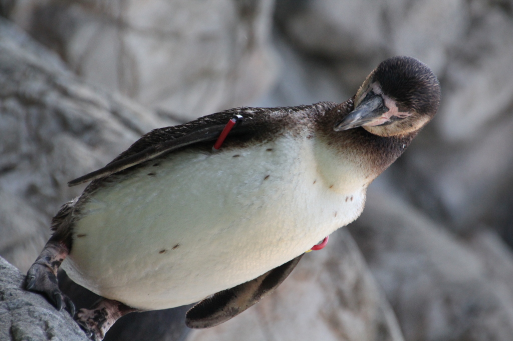 ペンギン