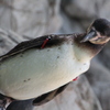 ペンギン