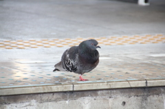 鳩ちゃん、危ないっすよ