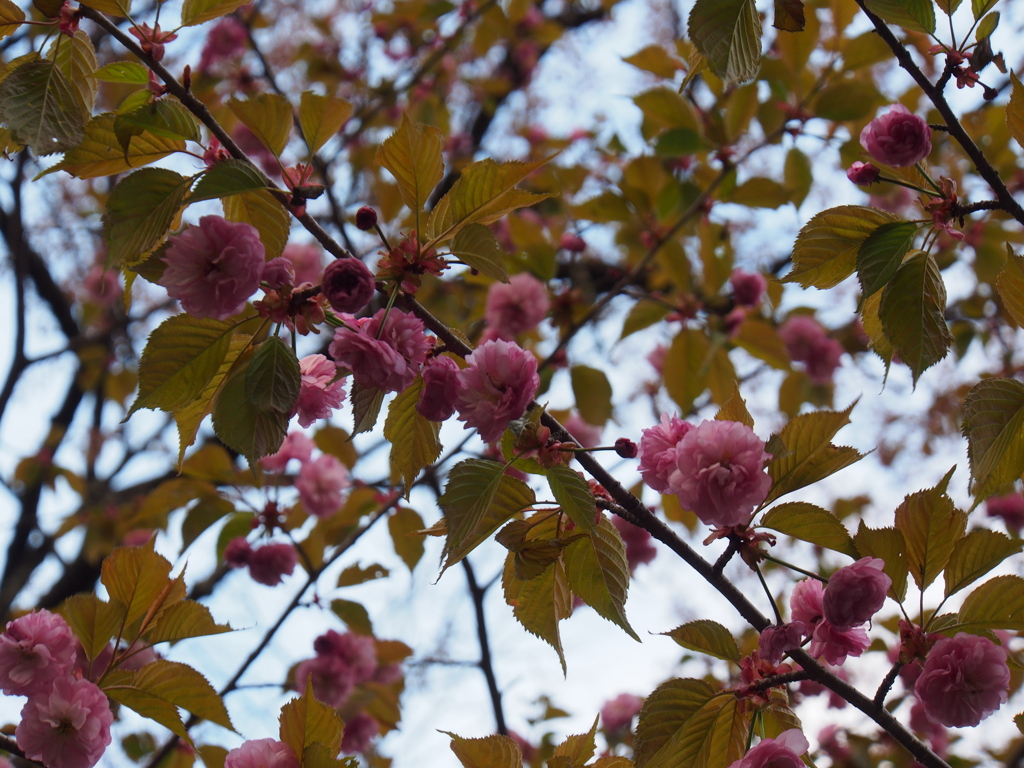 新得神社の桜①