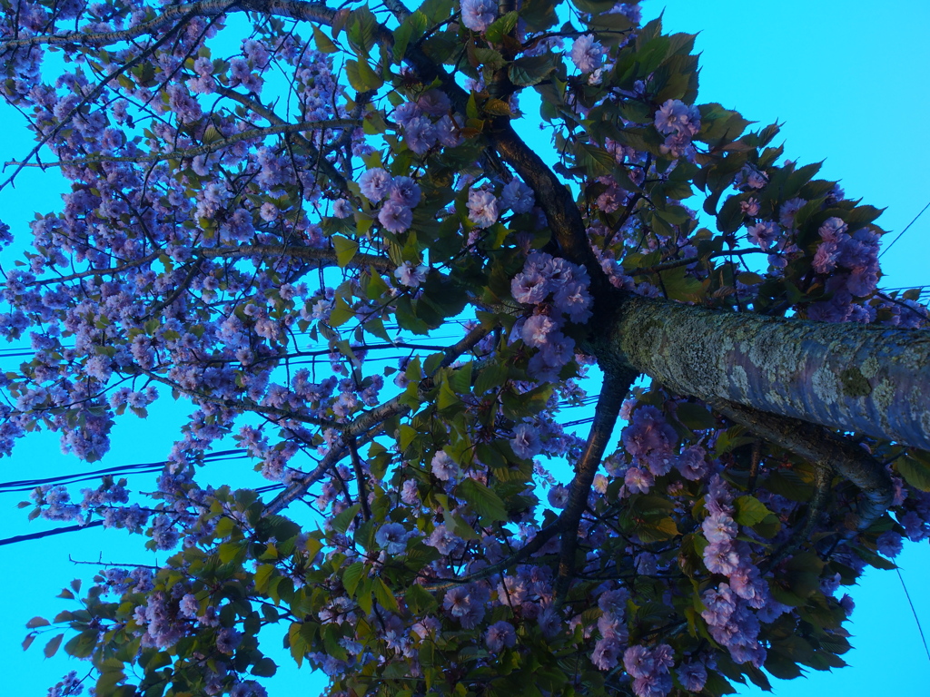 たぶん、桜