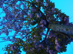 たぶん、桜