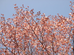 日本最遅開花の桜⑧