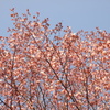 日本最遅開花の桜⑧