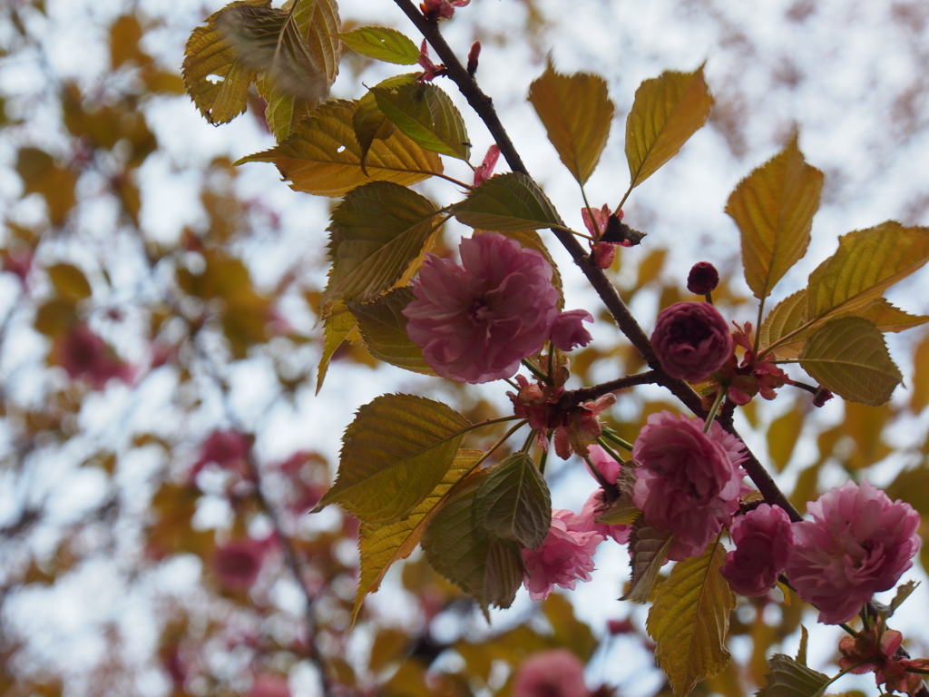 新得神社の桜②
