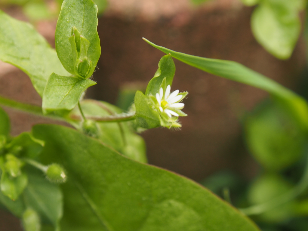 これも小さい花