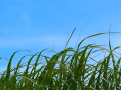 普通の草と空