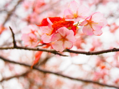 北海道本別町の桜です＾＾