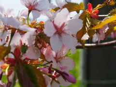 釧路の桜ようやく満開♪　