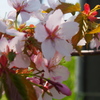 釧路の桜ようやく満開♪　