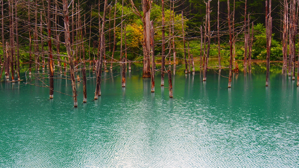 美瑛町　青い池