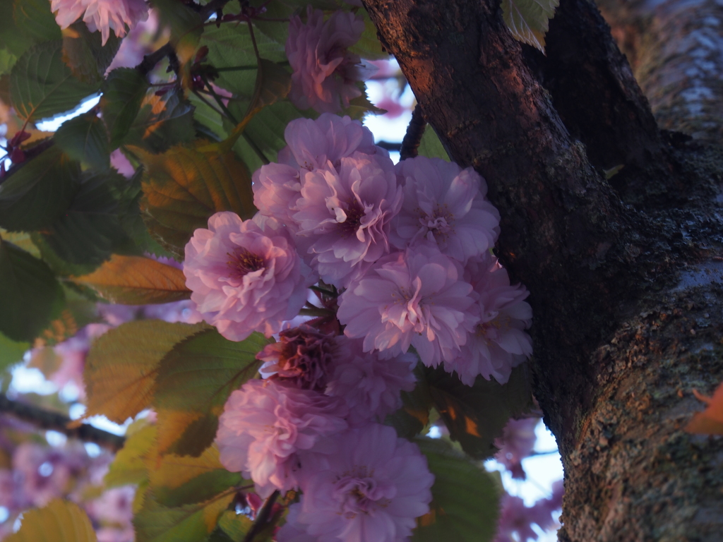 おそらく桜かと＾＾；
