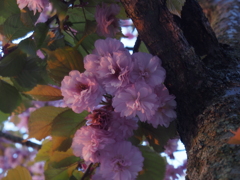 おそらく桜かと＾＾；