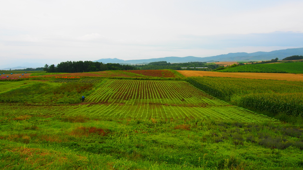 北海道　美瑛町