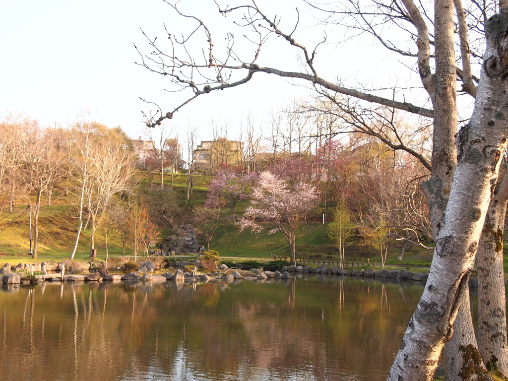 日本最遅開花の桜⑩