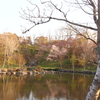日本最遅開花の桜⑩